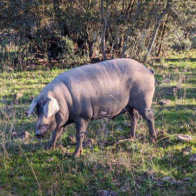 cerdos cerdos-sostenibles